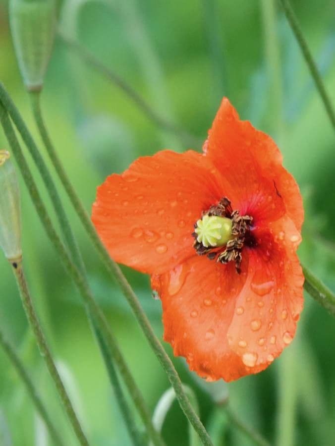 Saat-Mohn 17