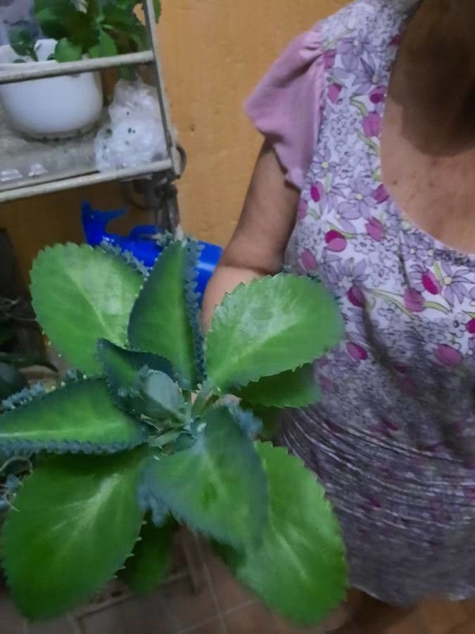Kalanchoe 14
