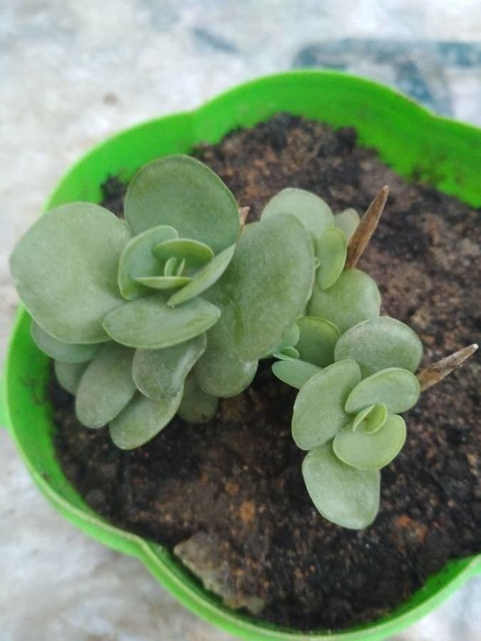 Rundblättrige Kalanchoe 9