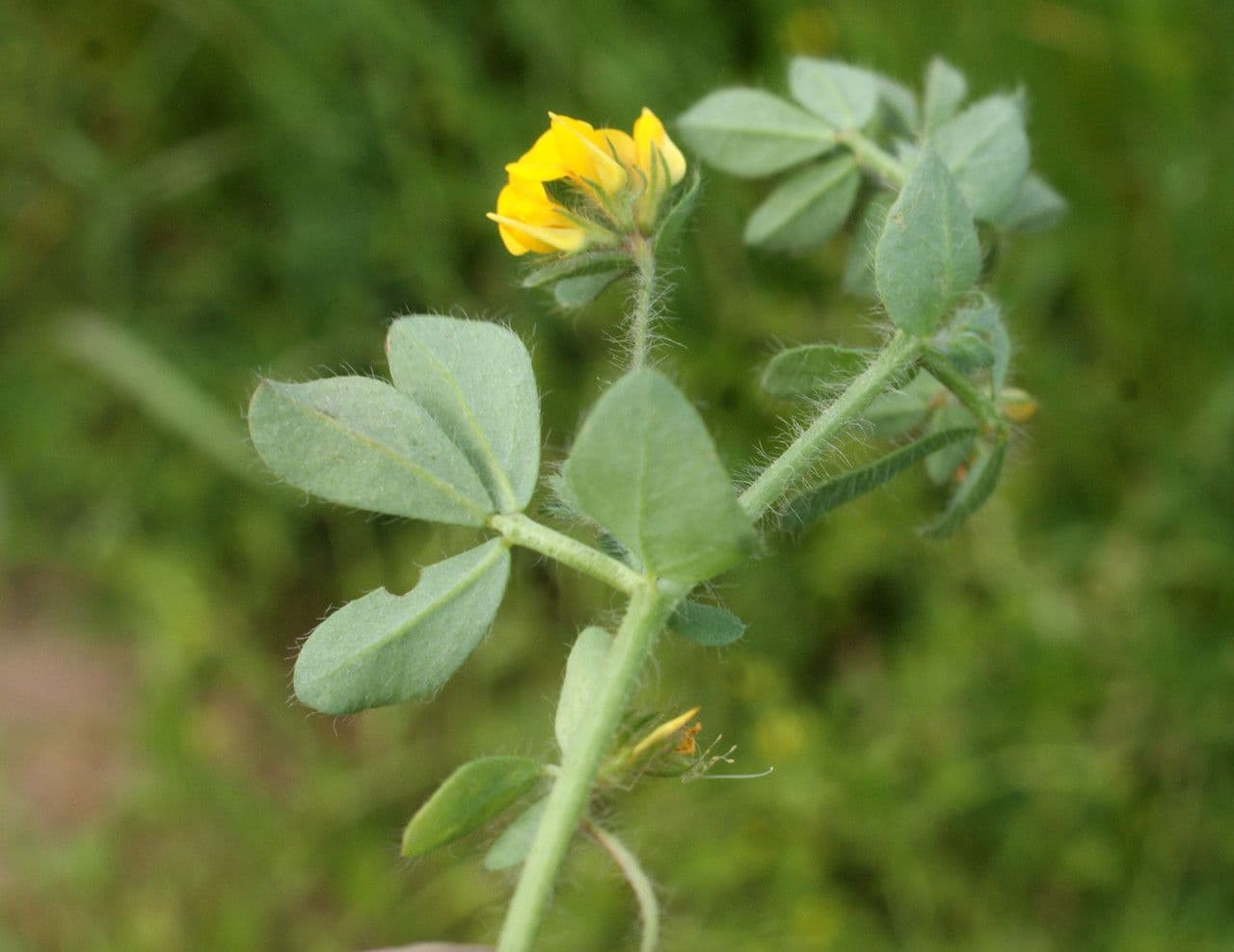 Schmalblättriger Bocksbart 18