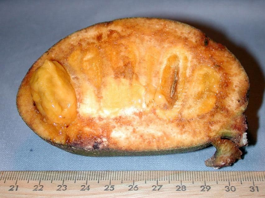 Sapranthus viridiflorus 13