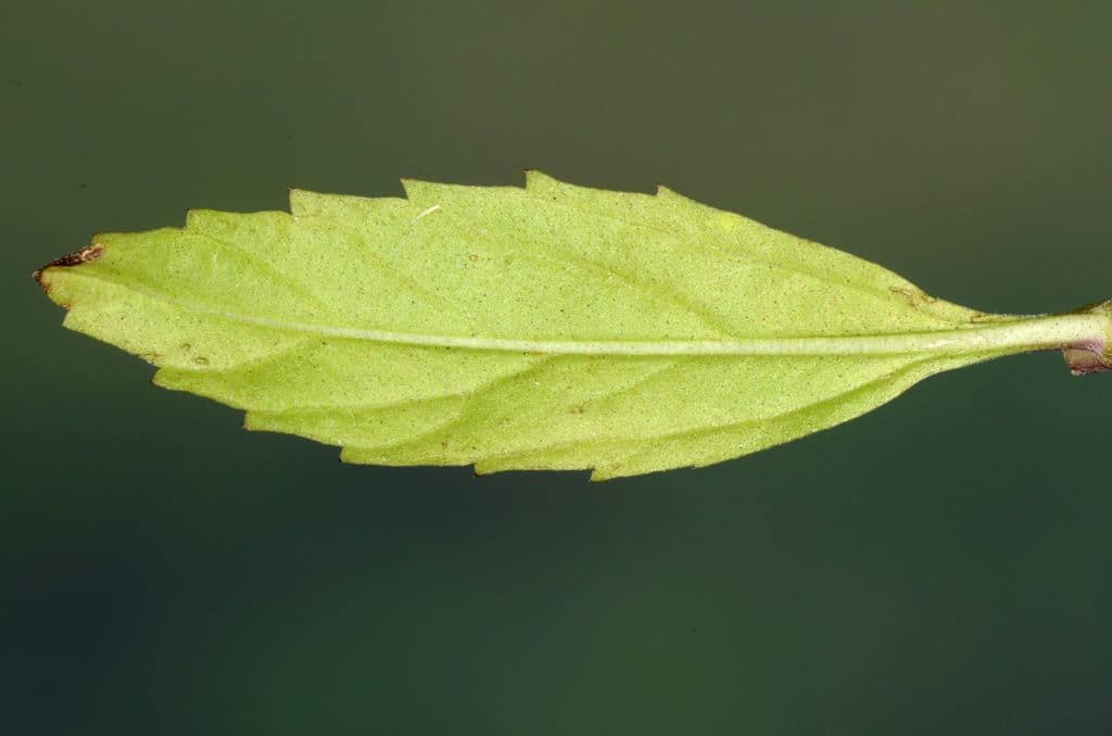 Lippia lanceolata 23