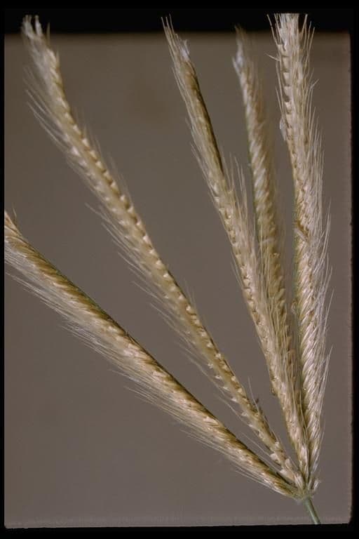 Chloris 4