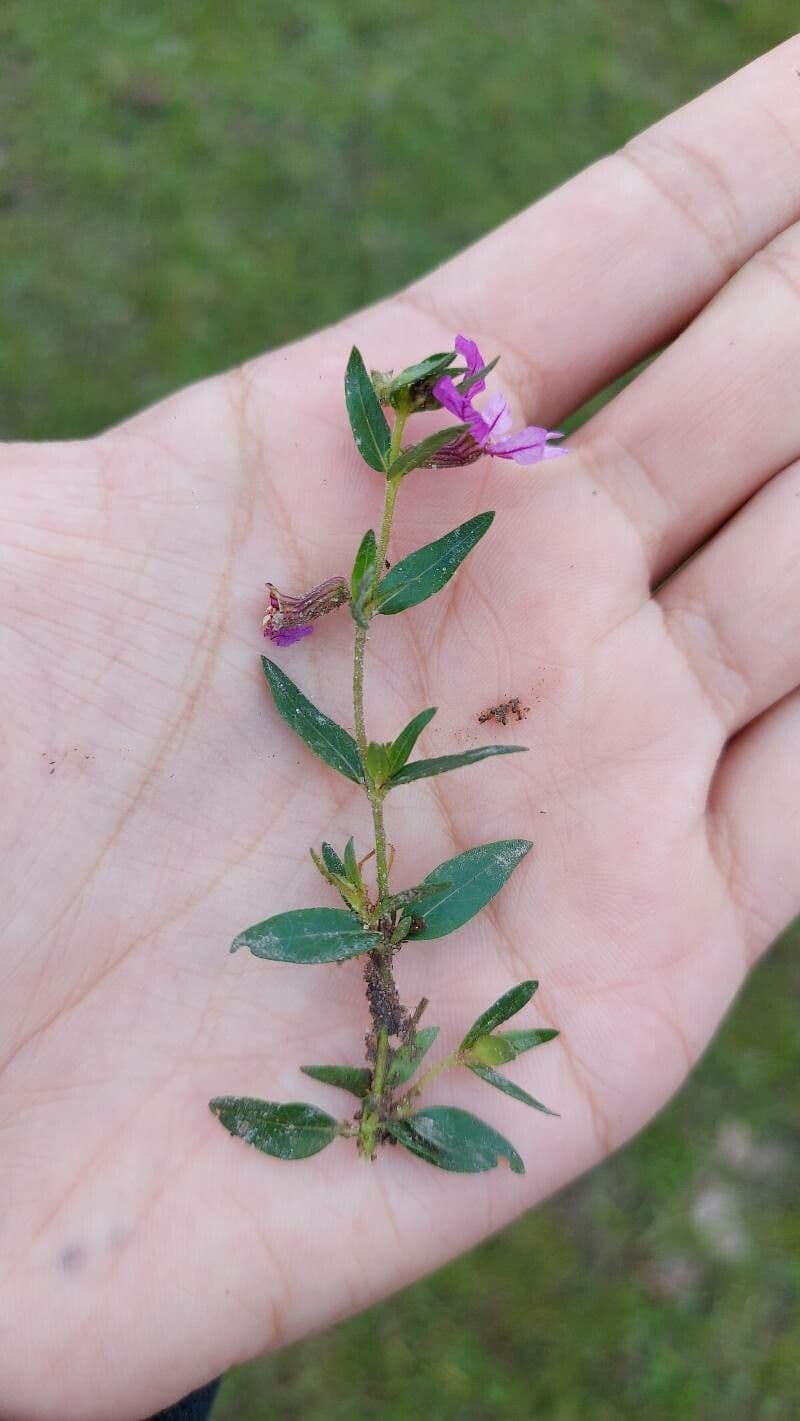 Cuphea pegajosa 12