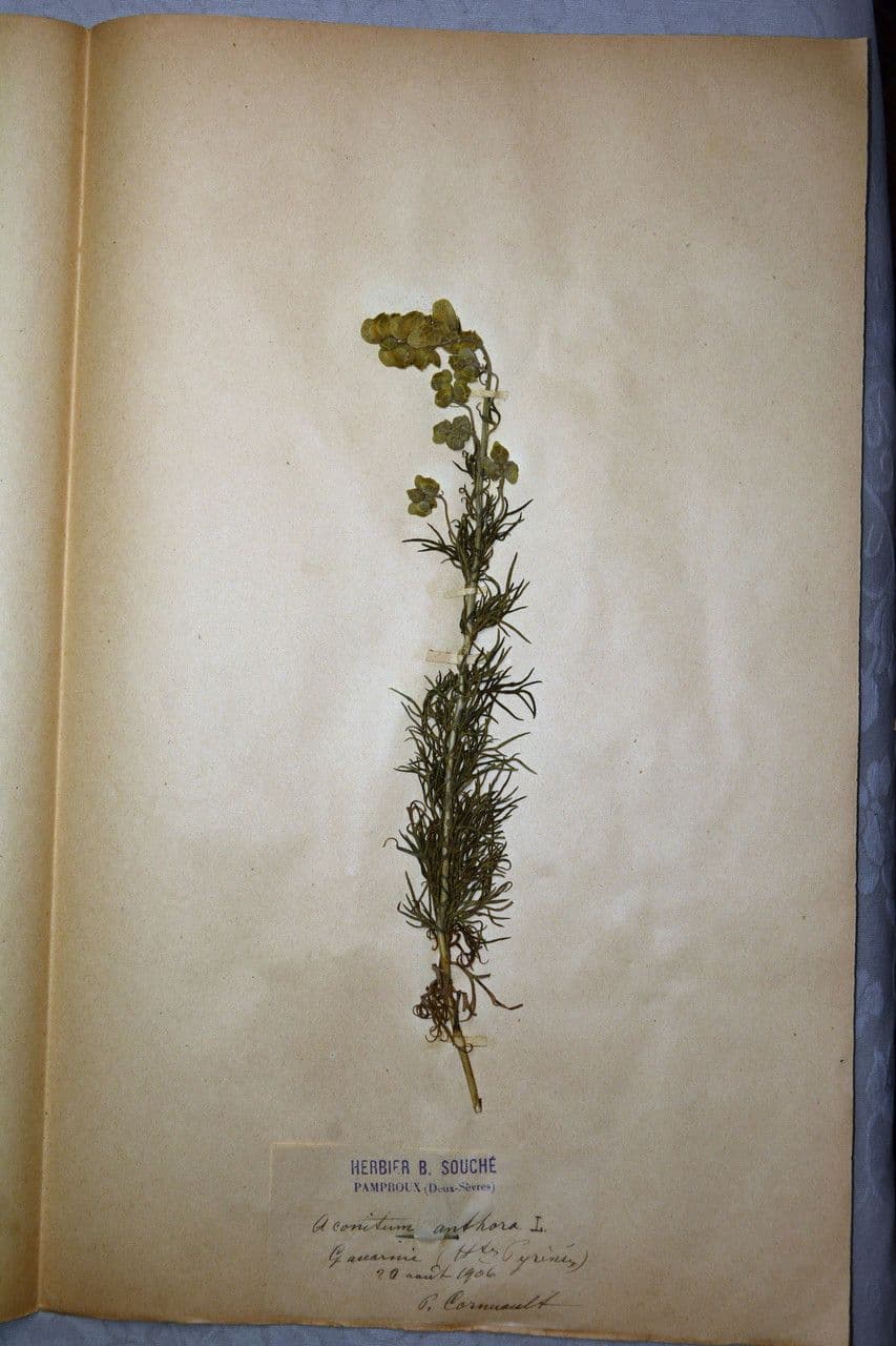 Aconito anthora 26