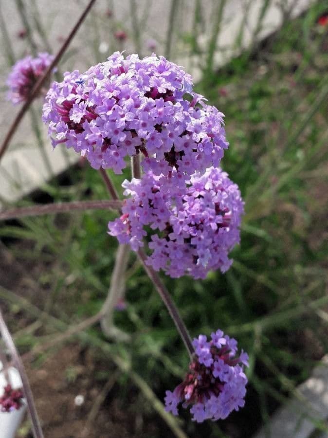 Verbena di Buenos Aires 6