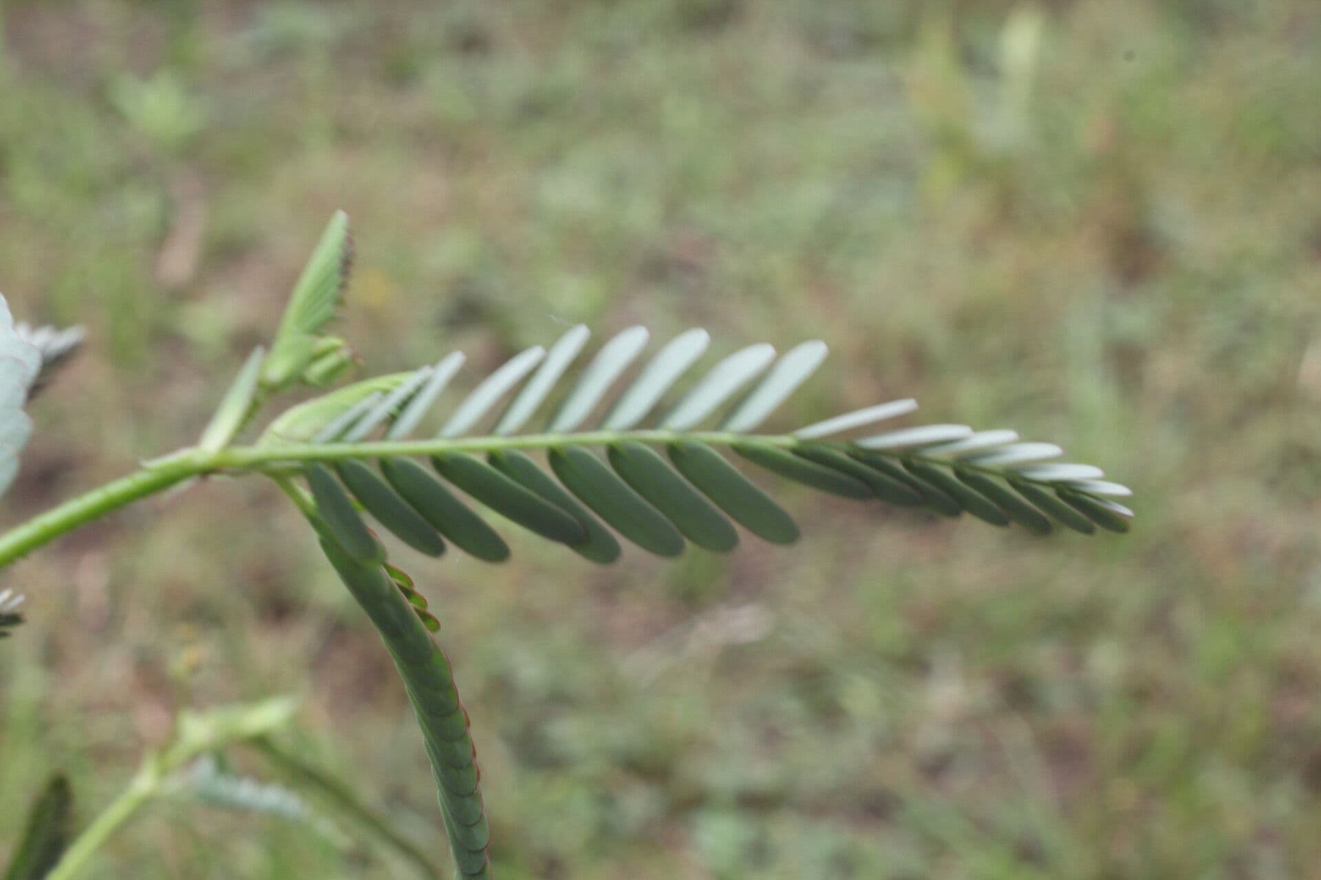 Aeschynomene ruvida 11