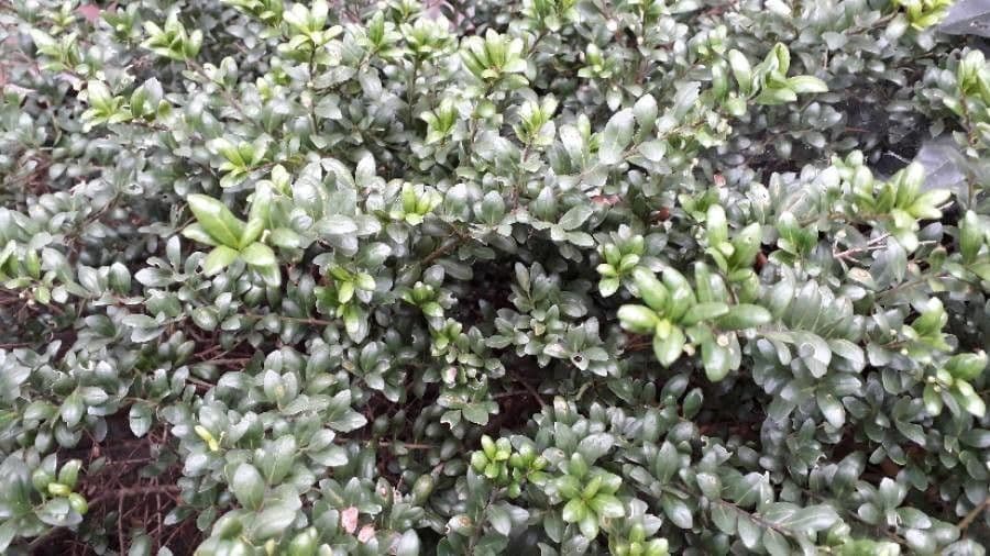 Myrsina africká 16