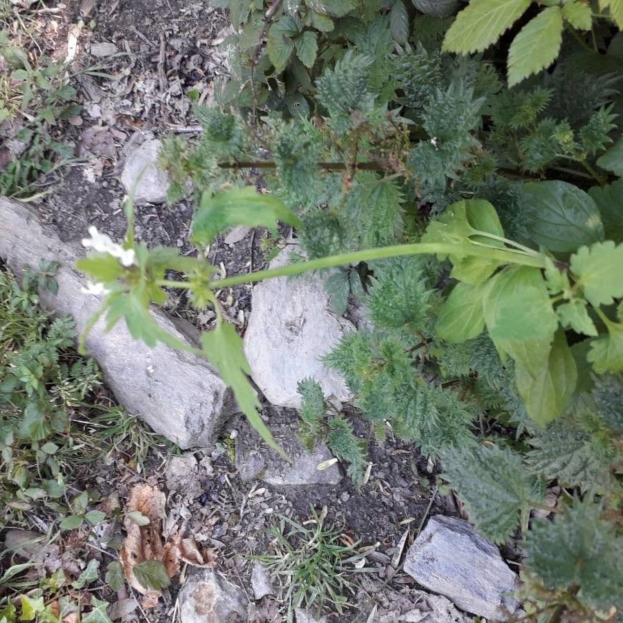 Lamium 10