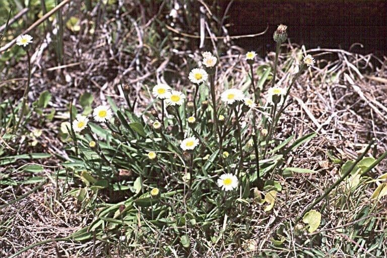 Erigeron a raggi corti 6