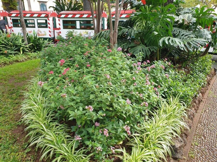 Pentas 22