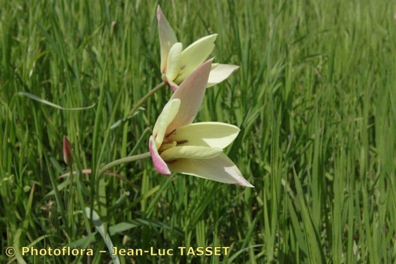 Clusius-Tulpe 8
