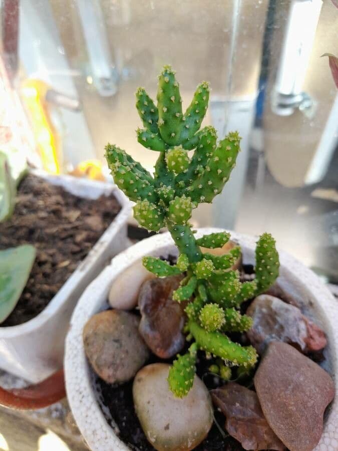 Opuncja Monacantha 19