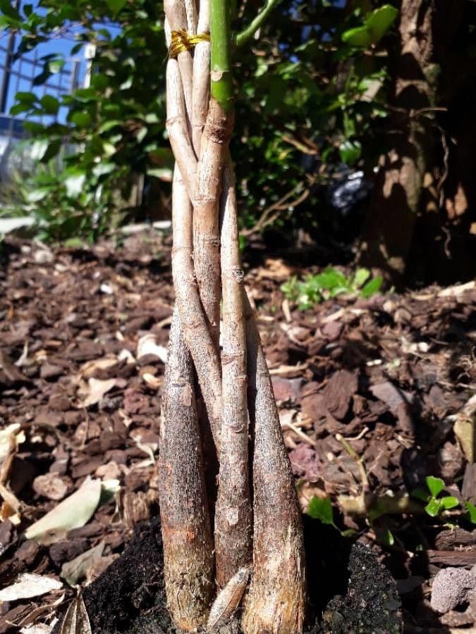 Pachira glabra 24