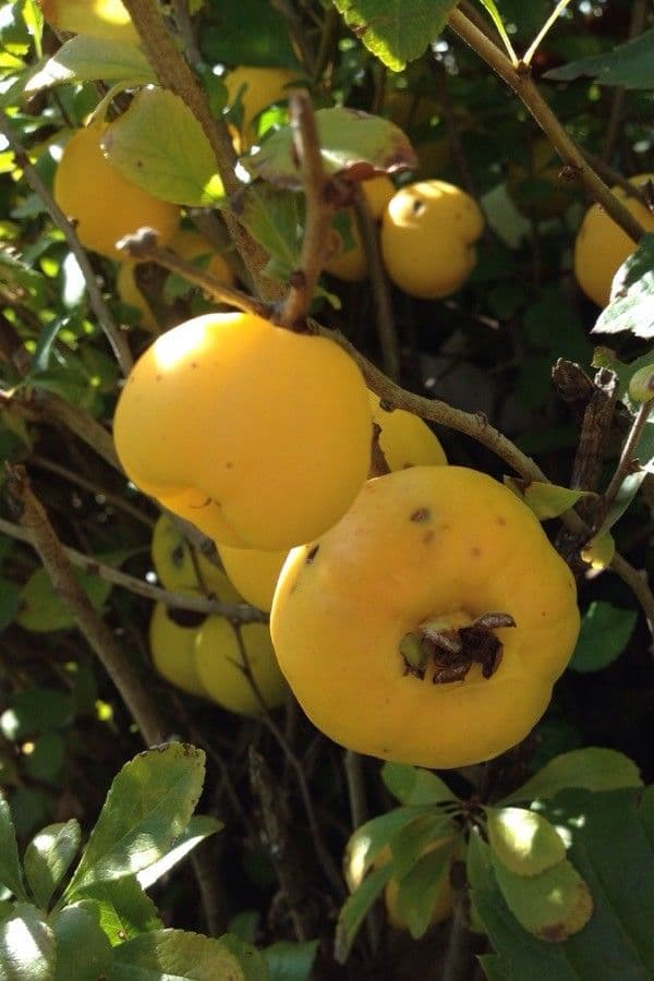 Cotogno giapponese 5