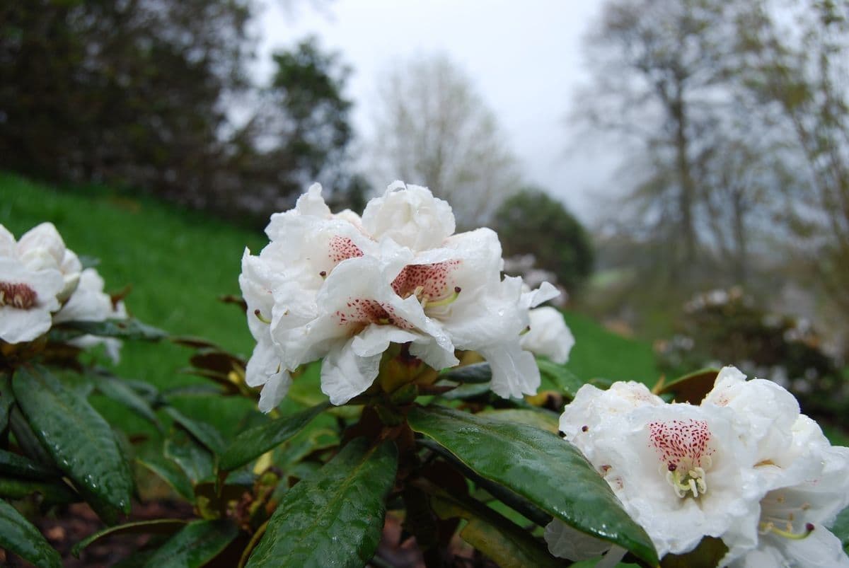 Rhododendron aganniphum