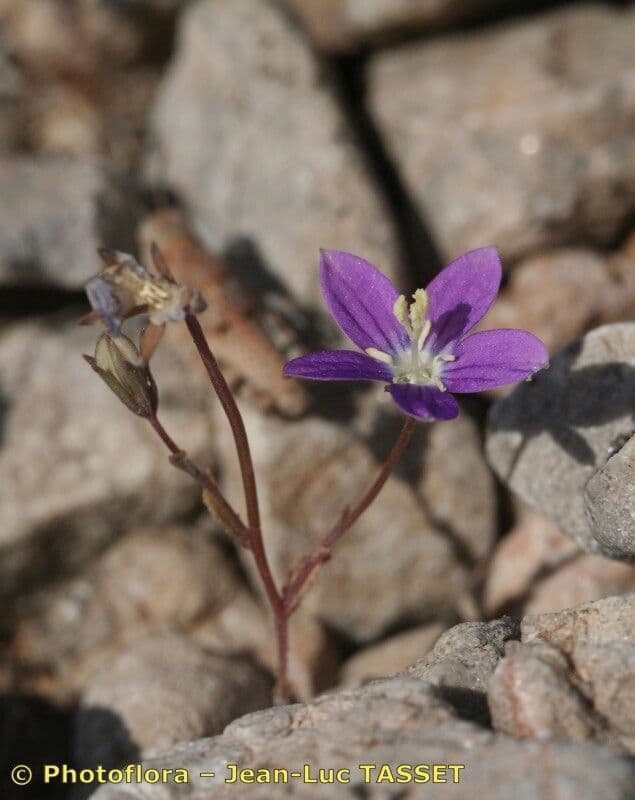 Campanula decumbente 5