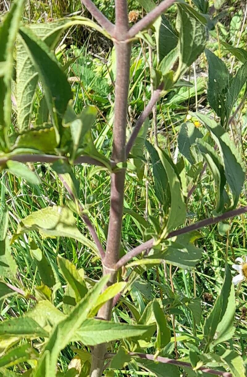 Austroeupatorium 14