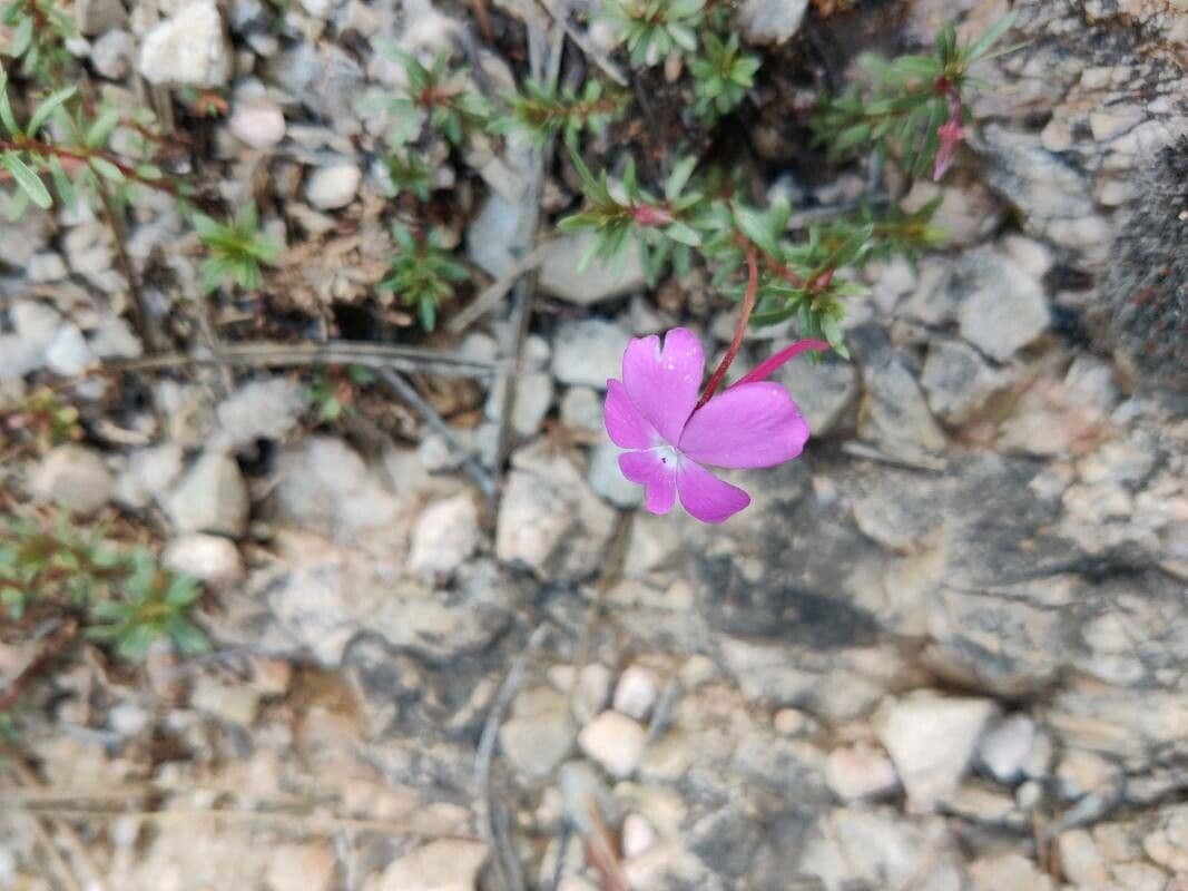 Violette 4