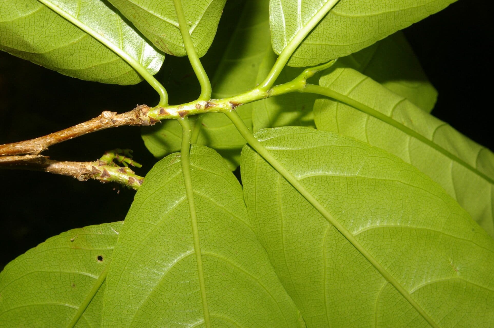Casearia tremula 15