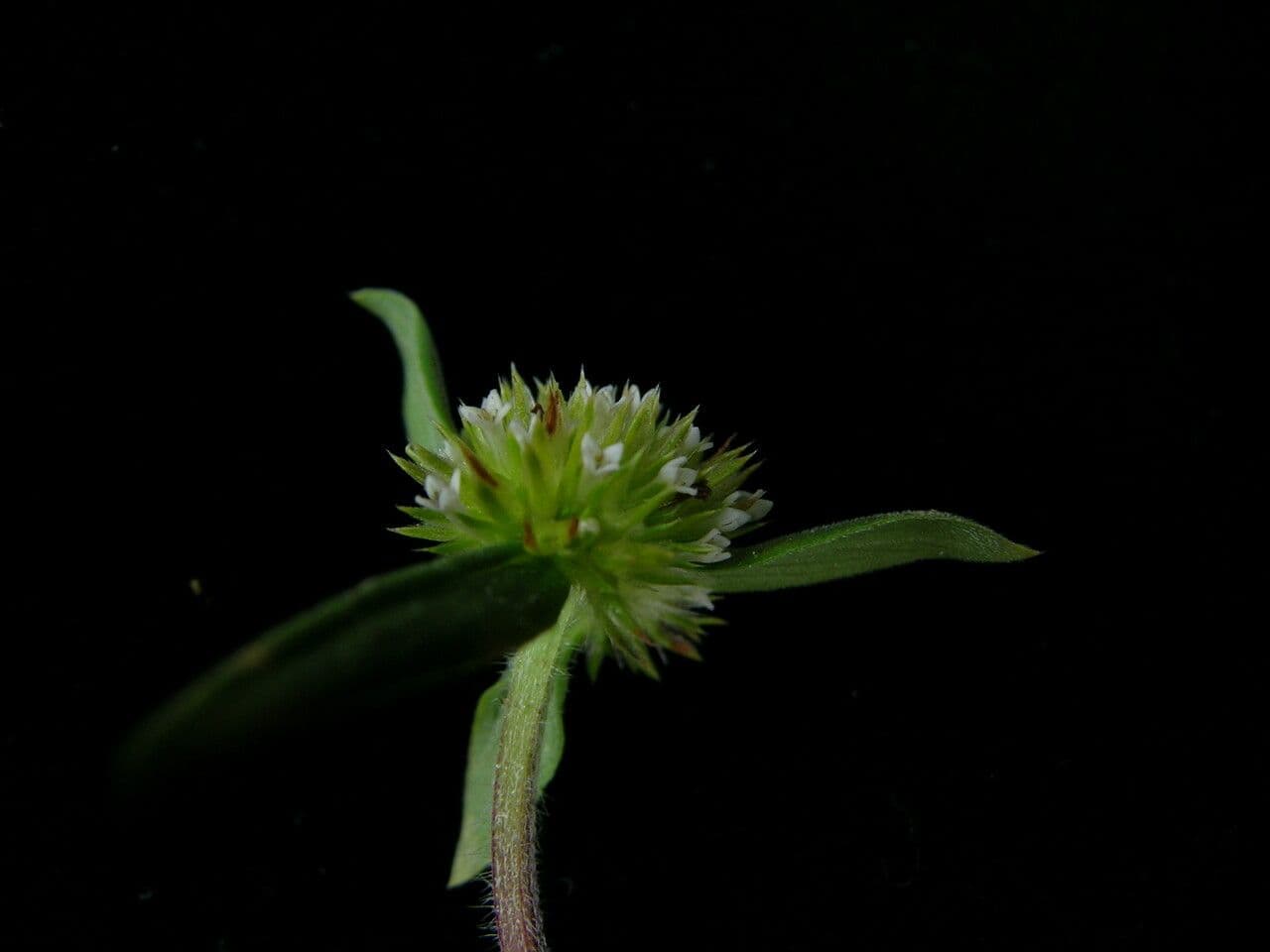 Mitracarpus hirtus 11