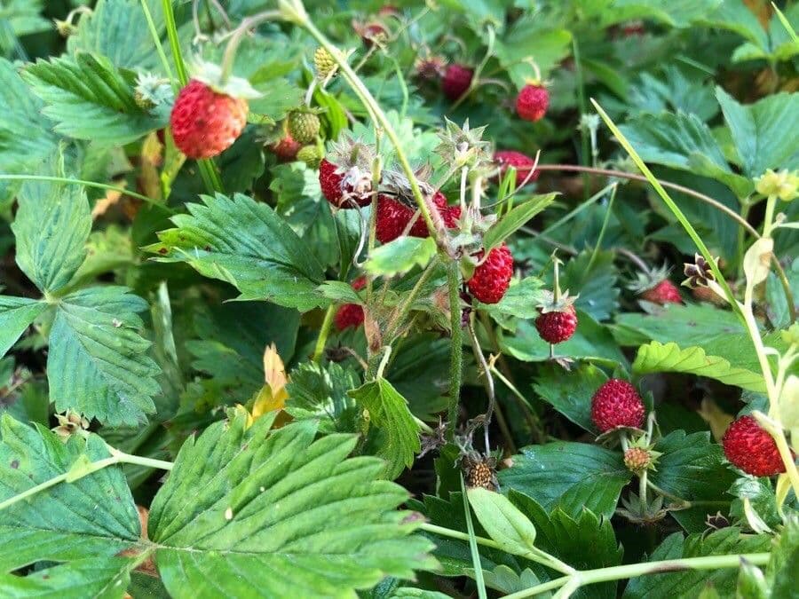 Fragola di bosco 30