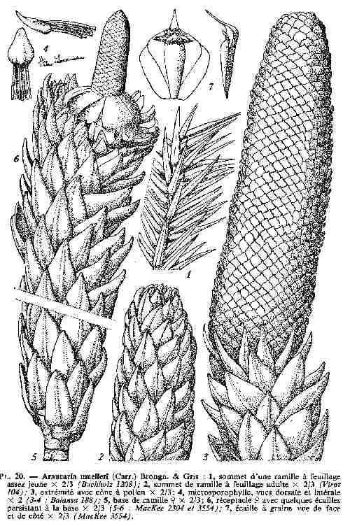 Araucaria 13