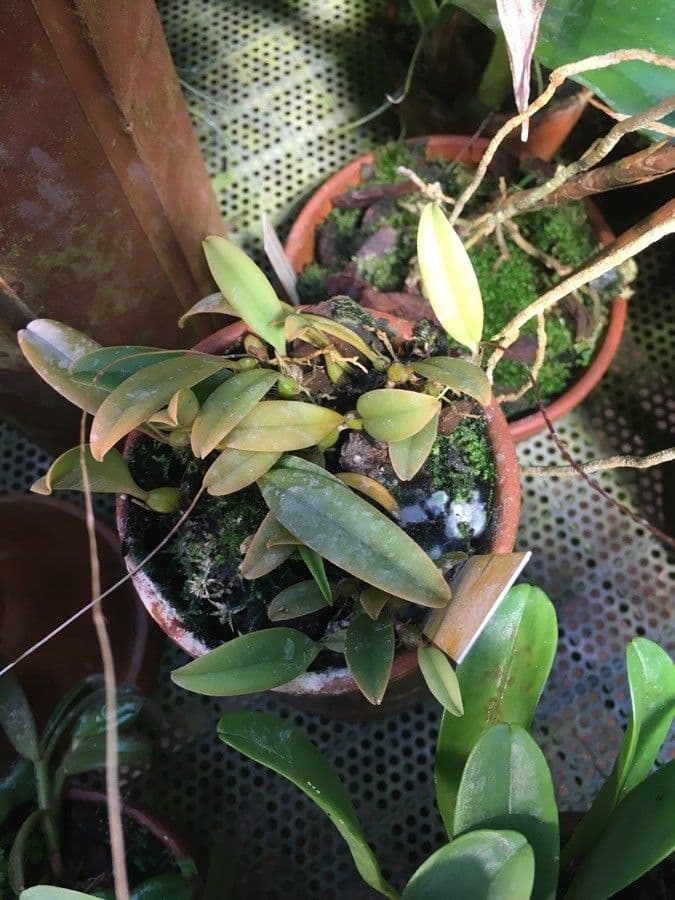 Bulbophyllum 14