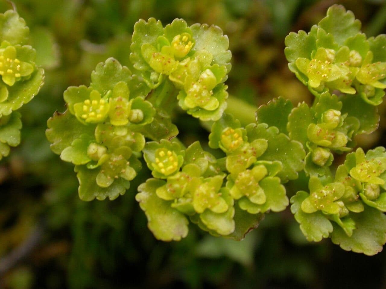 Chrysosplenium nepalense 4