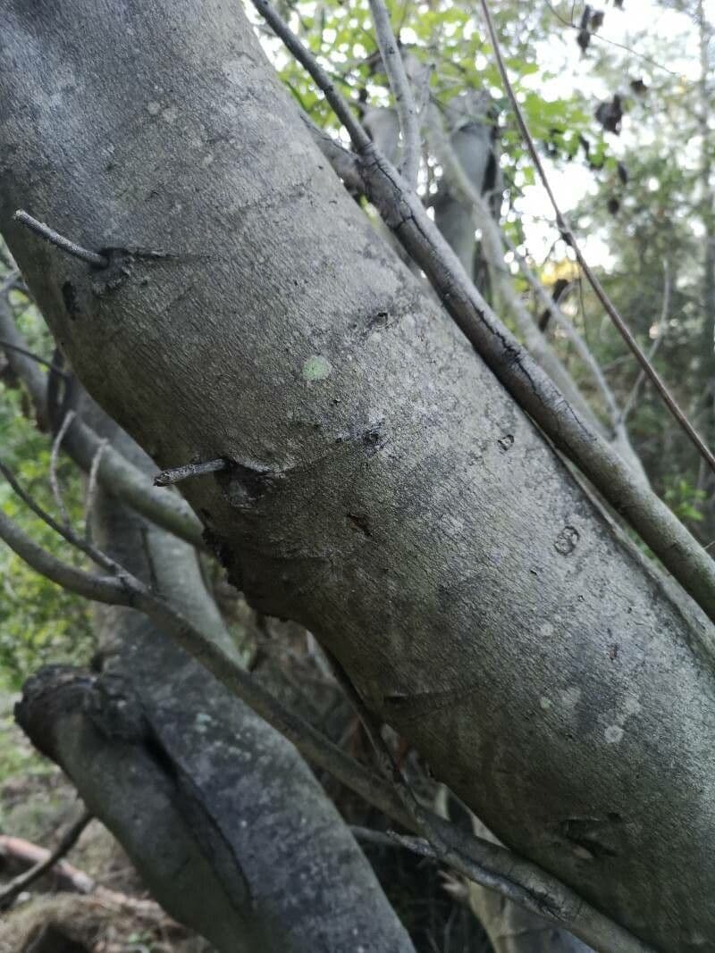Acacia 15