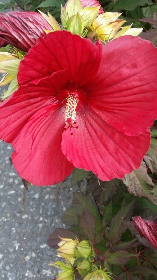 Hibiscus à aiguillons 17
