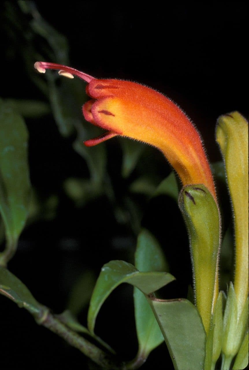 Aeschynanthus 2