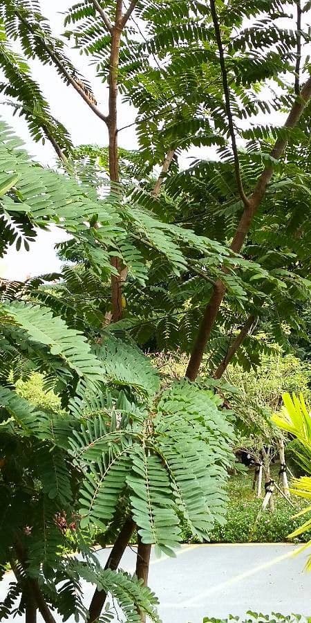 Cassia 2