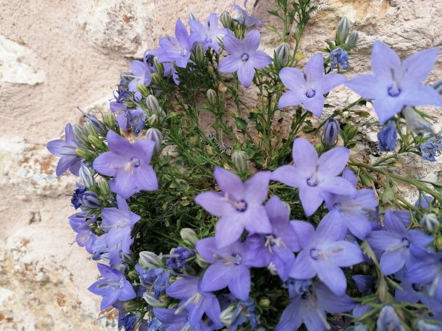 Campanula