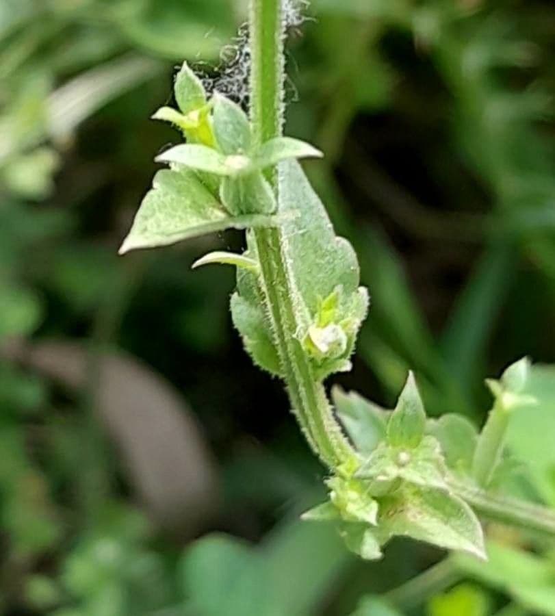 Triodanis przerosła 16