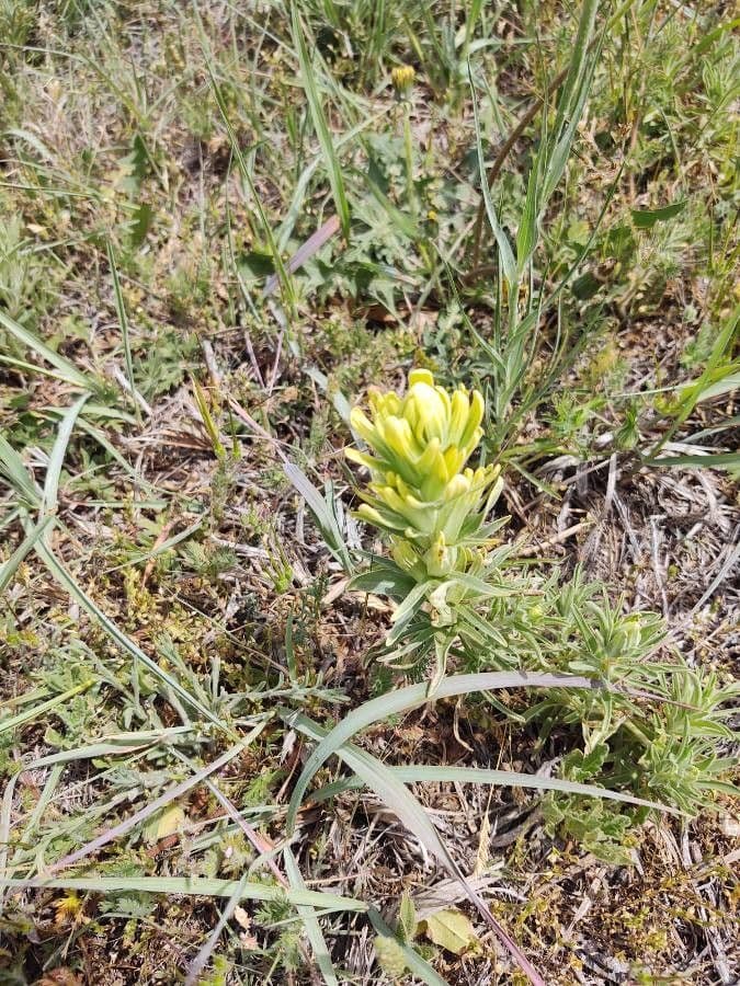 Castilleja cusickii 5