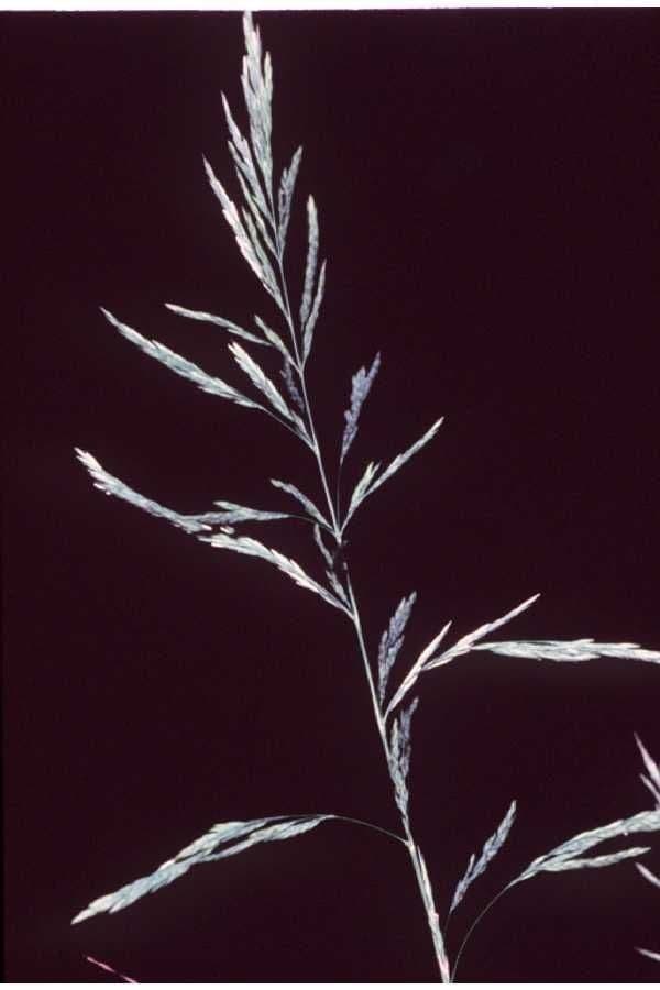 Cinna arundinacea 4