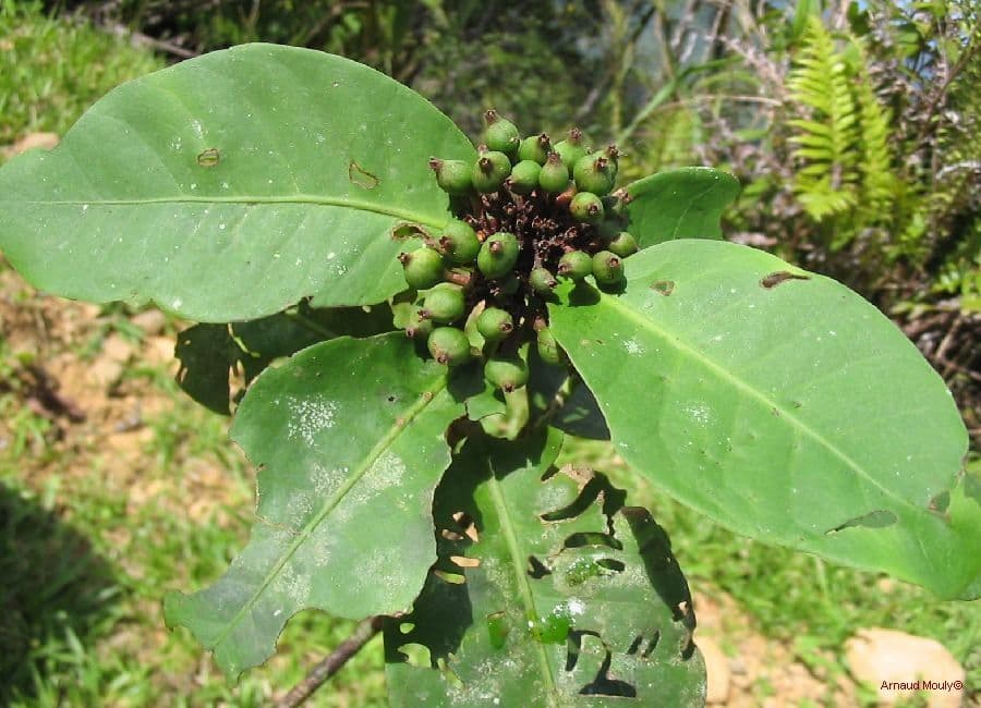 Ixora 4
