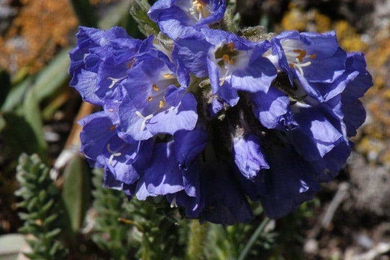 Polemonium viscosum 3