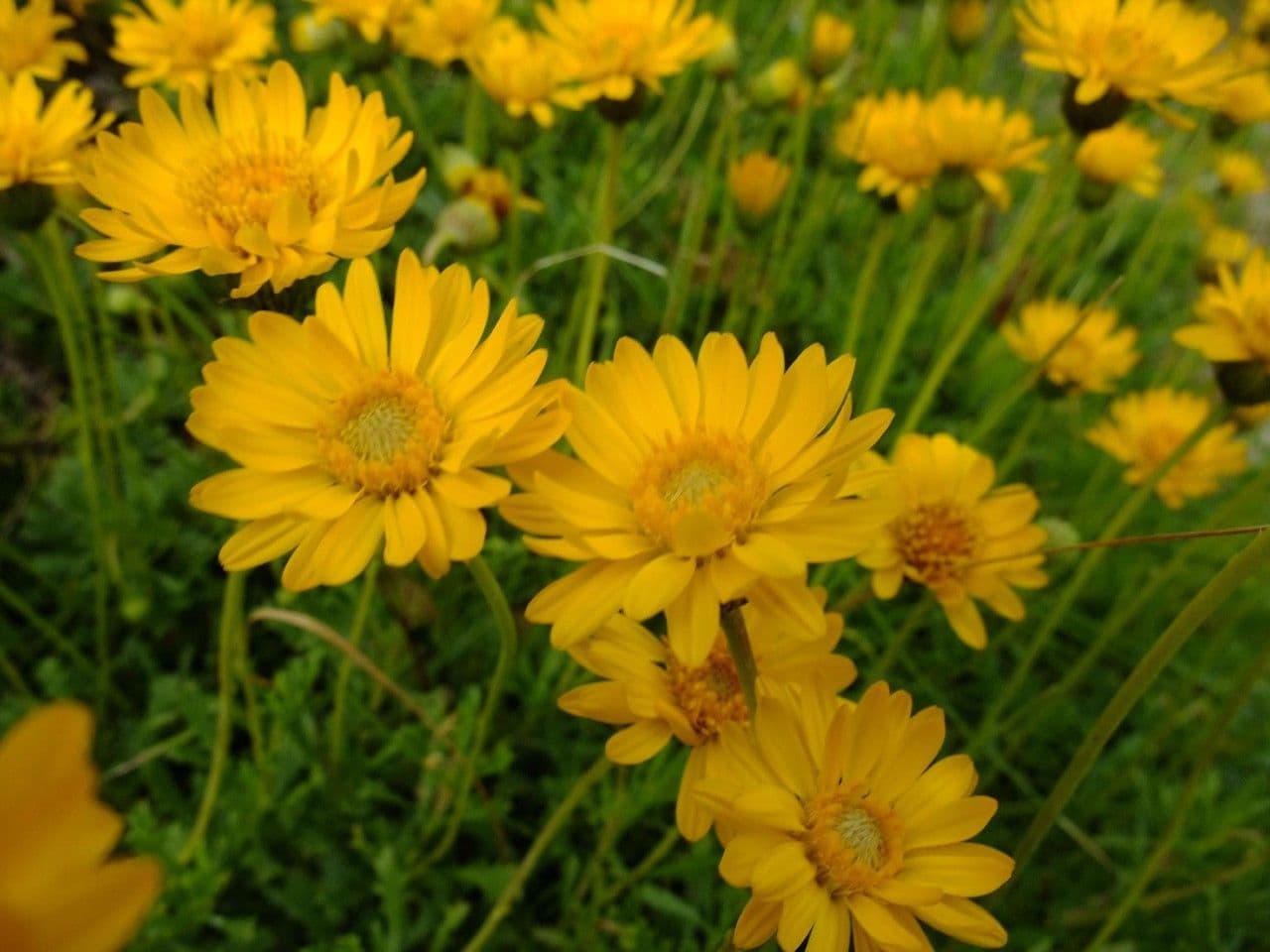 Haplopappus 5