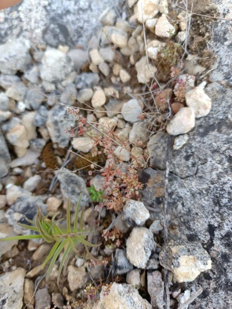 Rubiacea 5