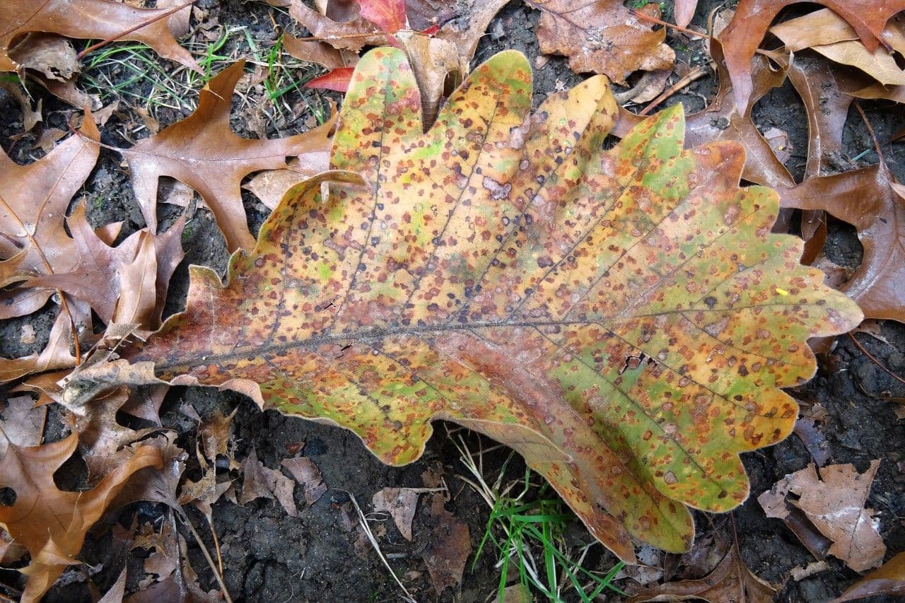 Quercia Daimyo 17