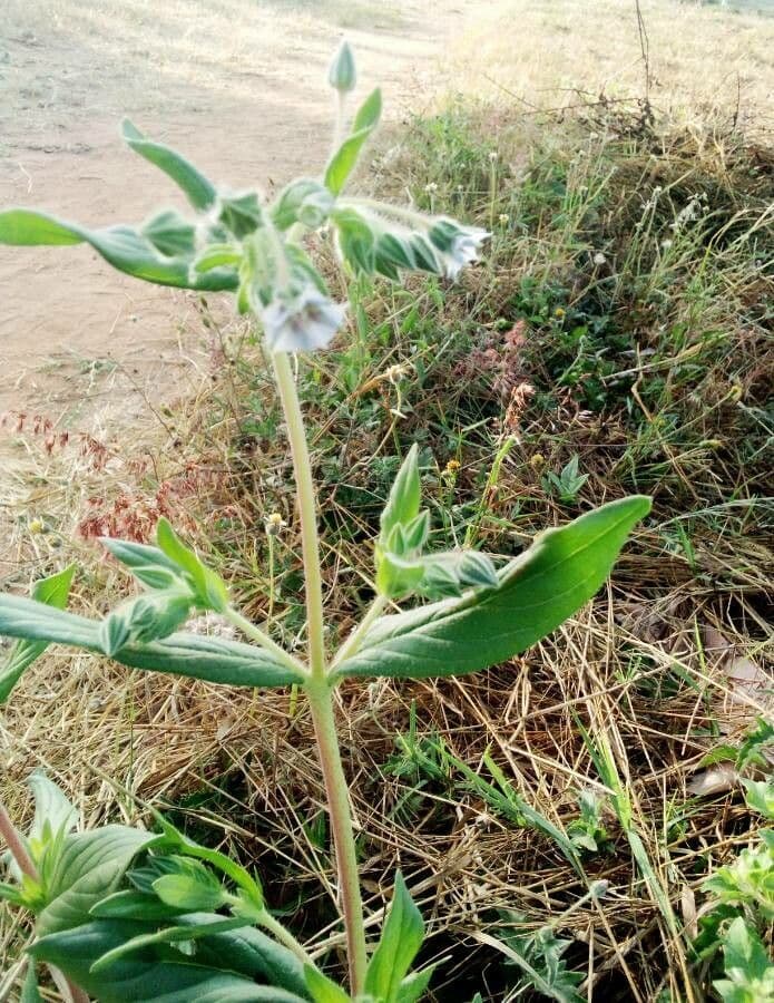 Trichodesma 11