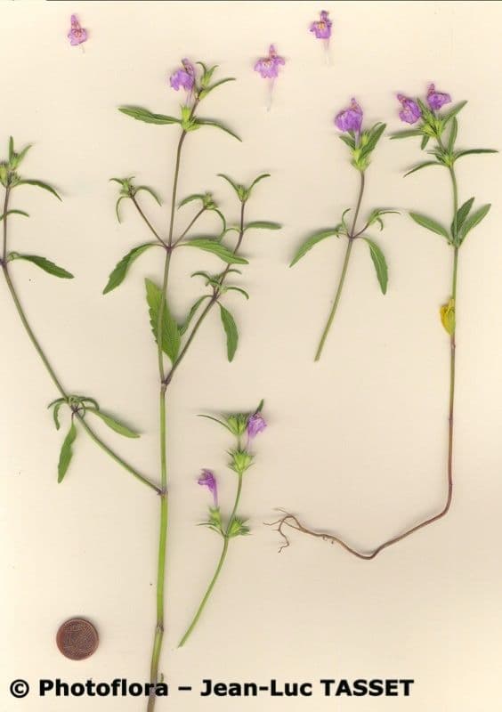 Galeopsis reuteri 8