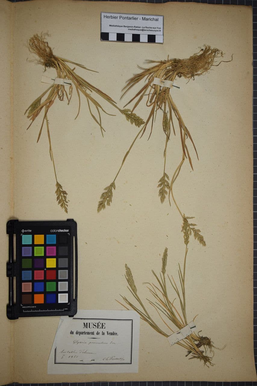 Puccinellia rupestris 3