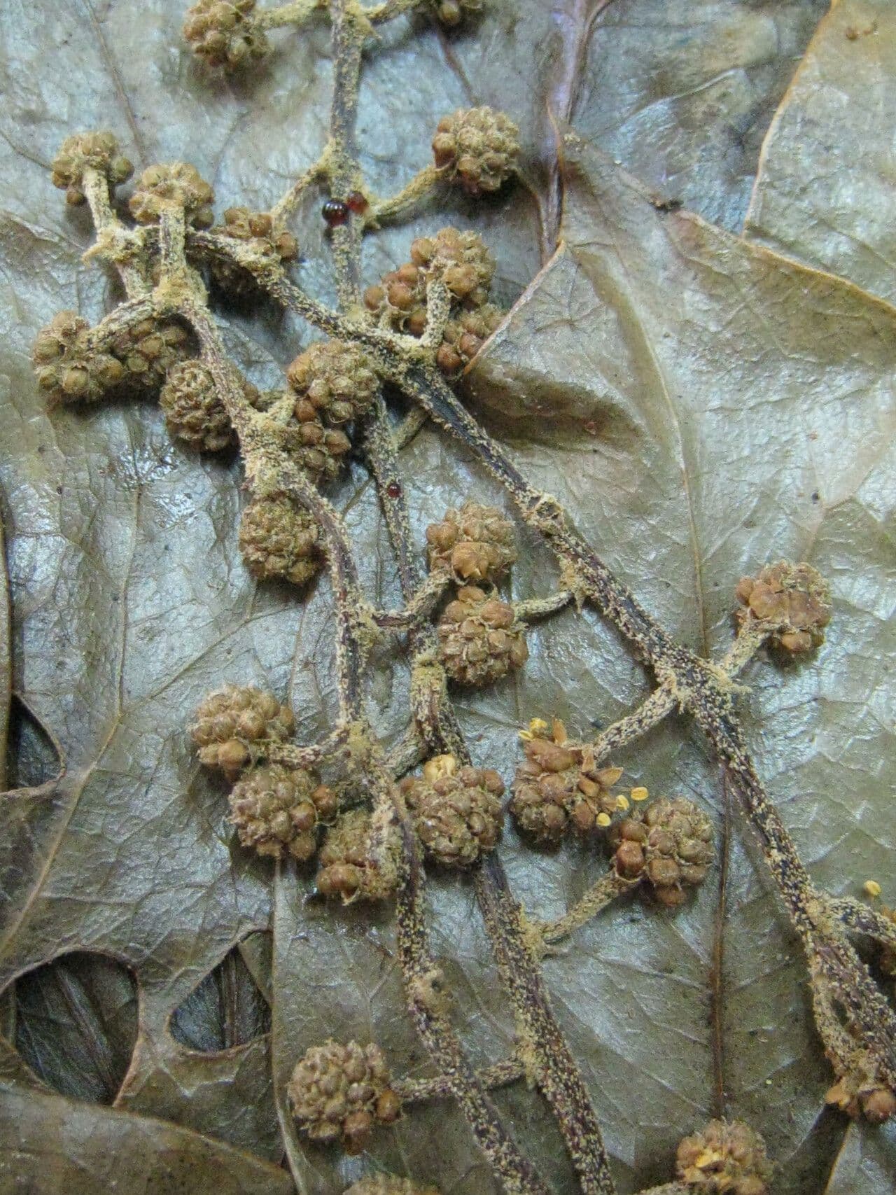 Oreopanax capitatus 24