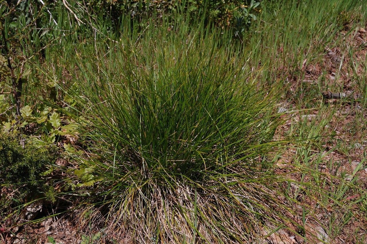 Carex distachya 12