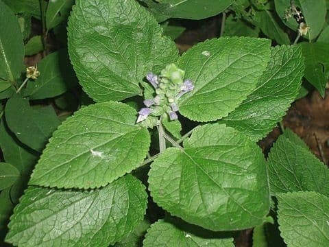 Scutellaria ovata 10