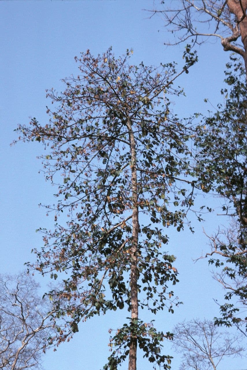 Mansonia