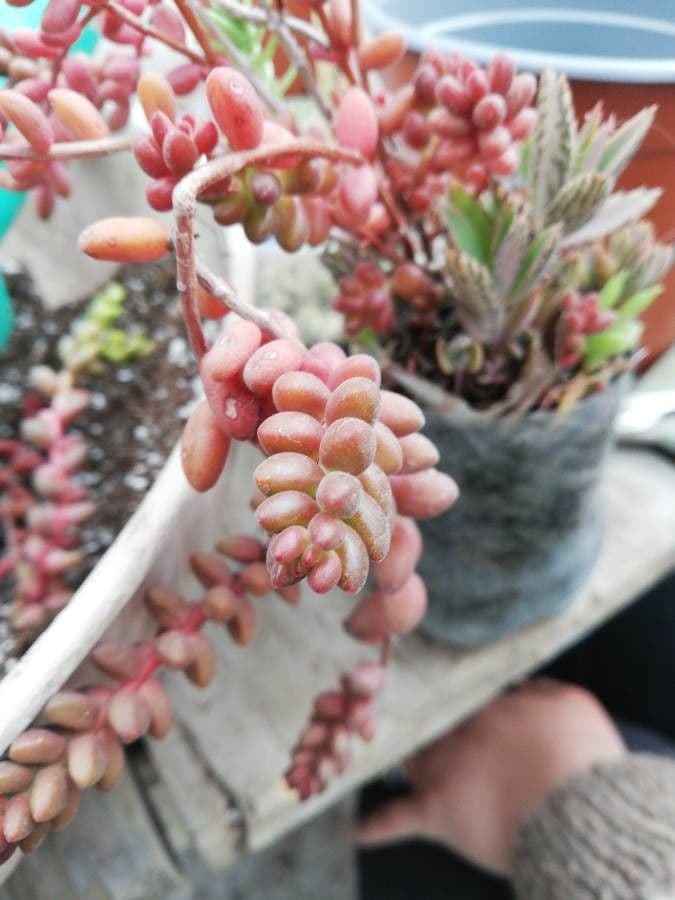 Sedum 10